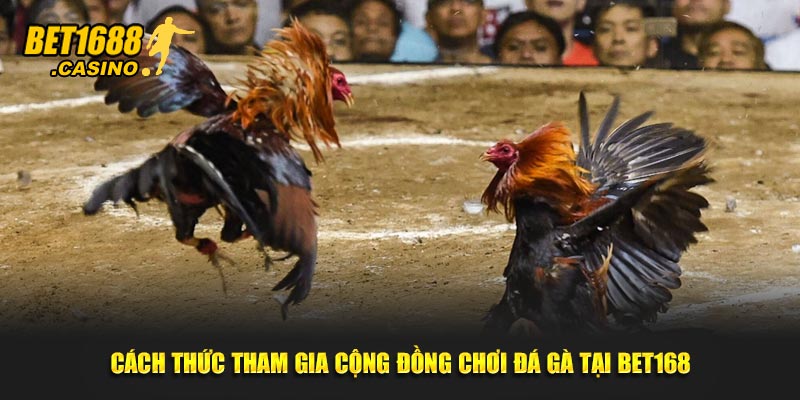Cách thức tham gia cộng đồng chơi đá gà tại Bet168