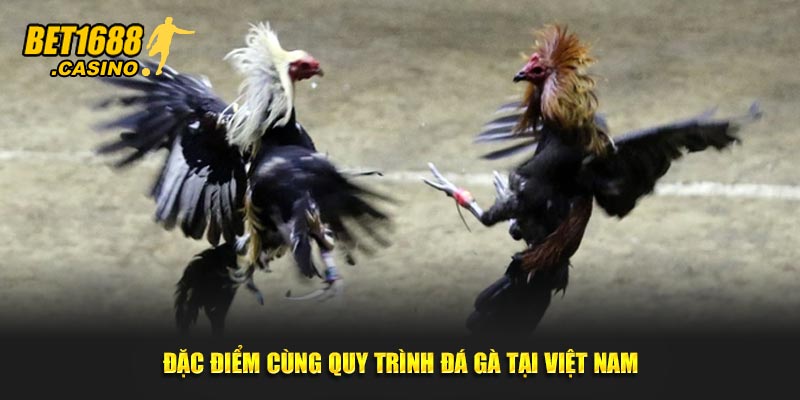 Đặc điểm cùng quy trình đá gà tại Việt Nam