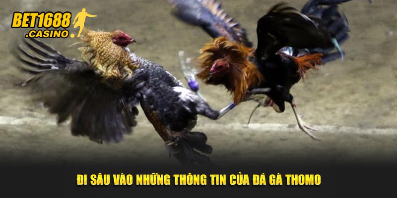Đi sâu vào những thông tin của đá gà Thomo