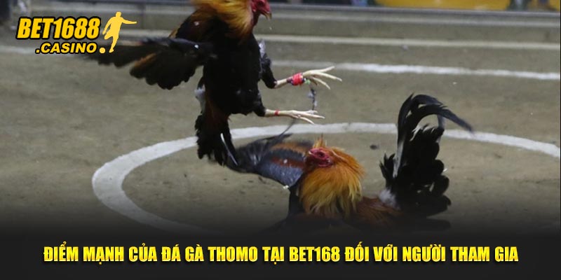 Điểm mạnh của đá gà Thomo tại Bet168 đối với người tham gia