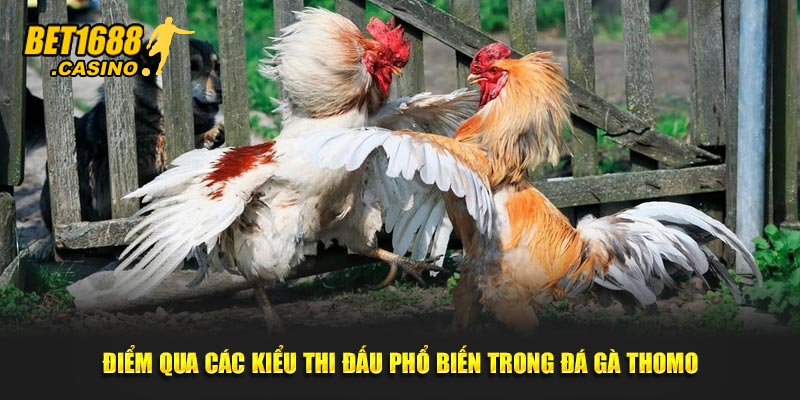 Điểm qua các kiểu thi đấu phổ biến trong đá gà Thomo