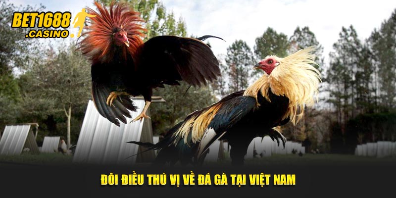 Đôi điều thú vị về đá gà tại Việt Nam