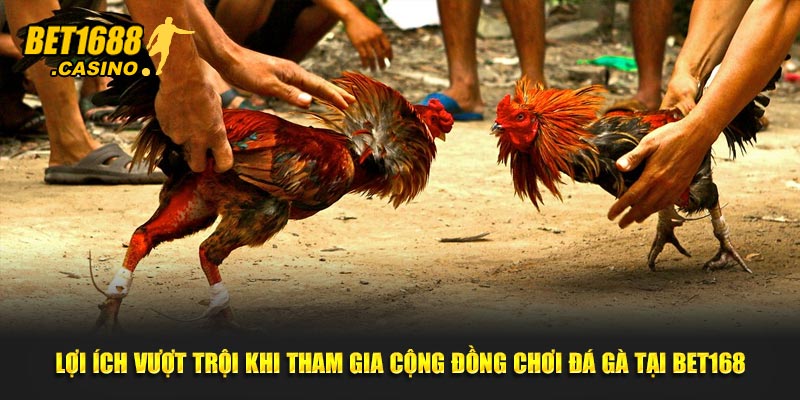 Lợi ích vượt trội khi tham gia cộng đồng chơi đá gà tại Bet168