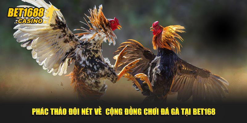 Phác thảo đôi nét về  cộng đồng chơi đá gà tại Bet168
