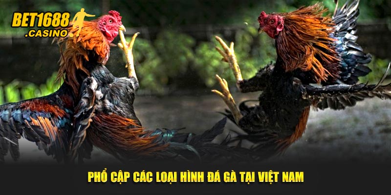 Phổ cập các loại hình đá gà tại Việt Nam