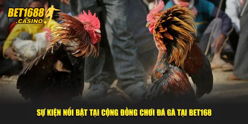 Sự kiện nổi bật tại cộng đồng chơi đá gà tại Bet168