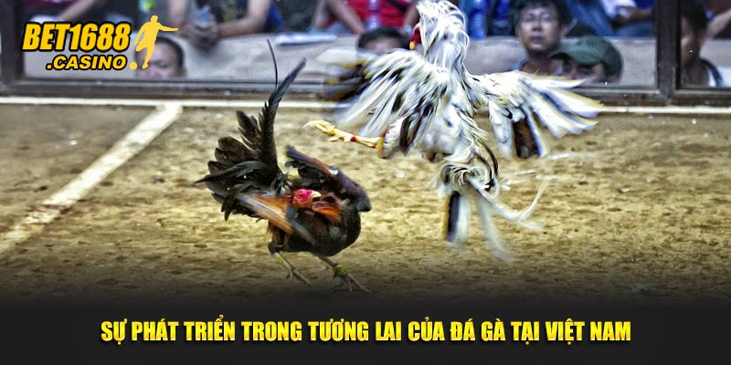 Sự phát triển trong tương lai của đá gà tại Việt Nam