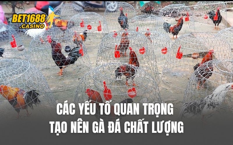 Các yếu tố quan trọng tạo nên gà đá chất lượng