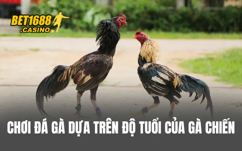 Chơi đá gà dựa trên độ tuổi của gà chiến