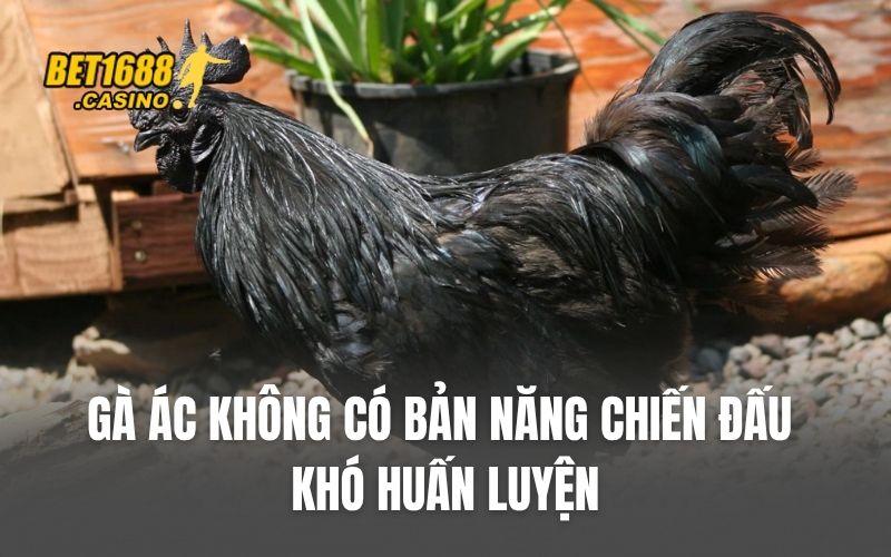 Gà ác không có bản năng chiến đấu, khó huấn luyện