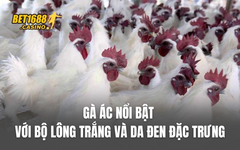 Gà ác nổi bật với bộ lông trắng và da đen đặc trưng