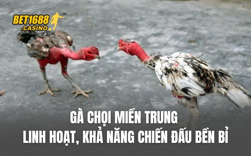 Gà chọi miền Trung linh hoạt, khả năng chiến đấu bền bỉ