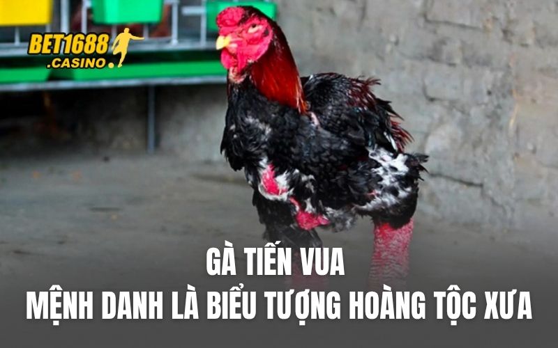 Gà Tiến vua – Được mệnh danh là biểu tượng hoàng tộc xưa