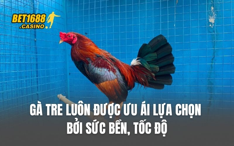 Gà tre luôn được ưu ái lựa chọn bởi sức bền, tốc độ