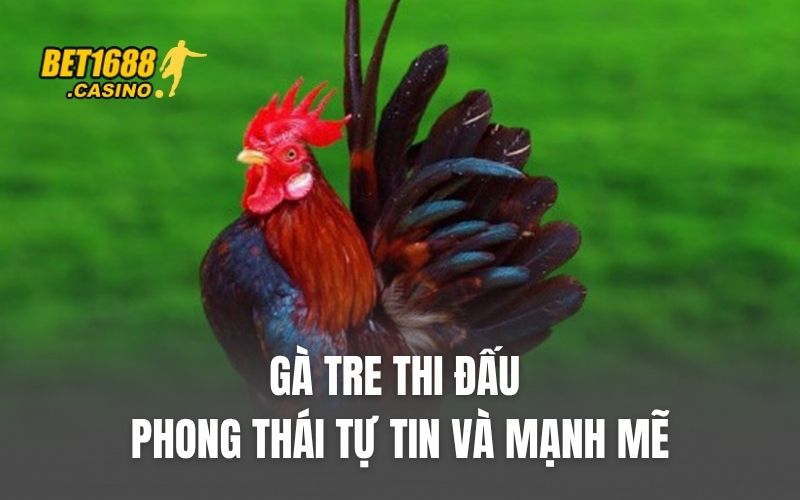 Gà tre thi đấu với phong thái tự tin và mạnh mẽ