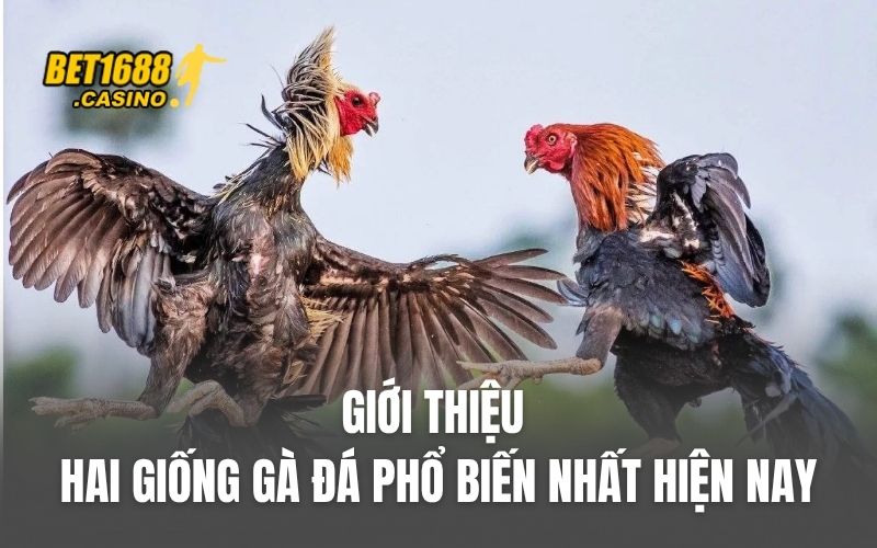 Giới thiệu hai giống gà đá phổ biến nhất hiện nay