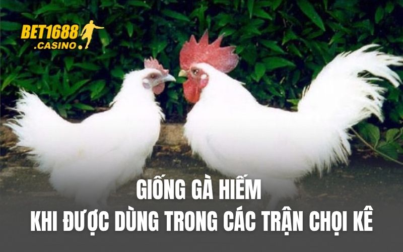 Giống gà hiếm khi được dùng trong các trận chọi kê