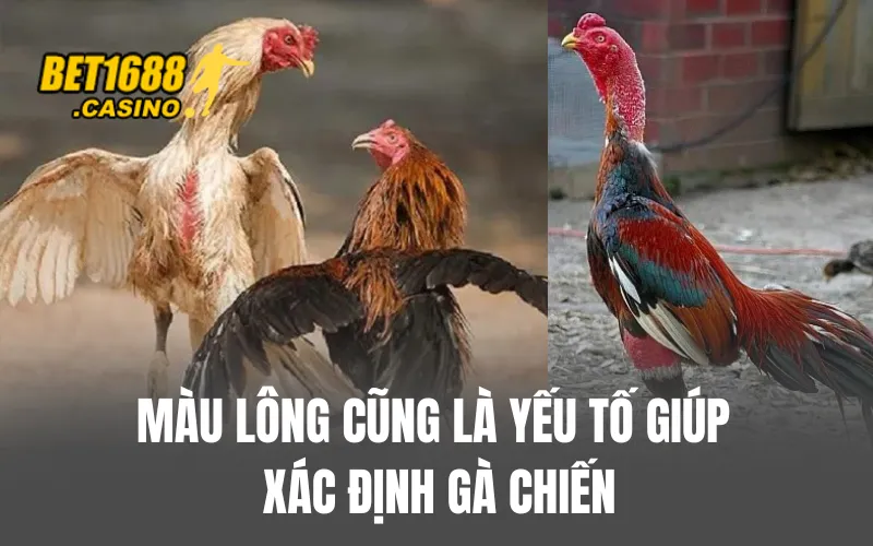 Màu lông cũng là yếu tố giúp xác định gà chiến