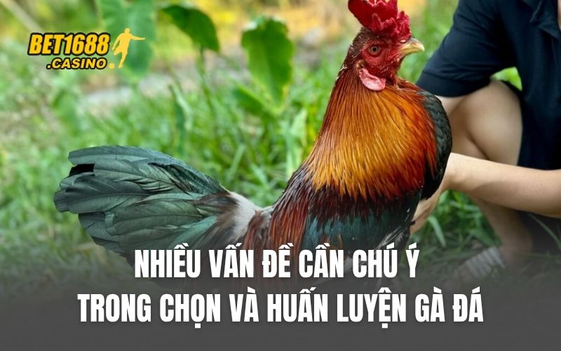 Nhiều vấn đề cần chú ý trong chọn và huấn luyện gà đá