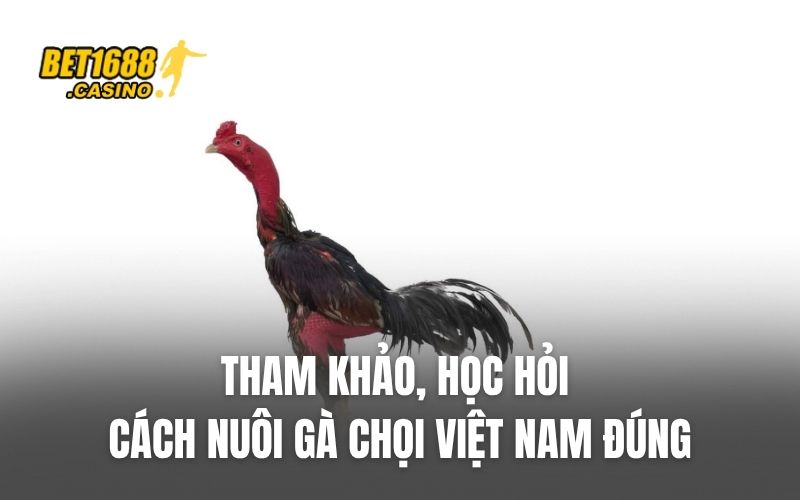 Tham khảo, học hỏi cách nuôi gà chọi Việt Nam đúng