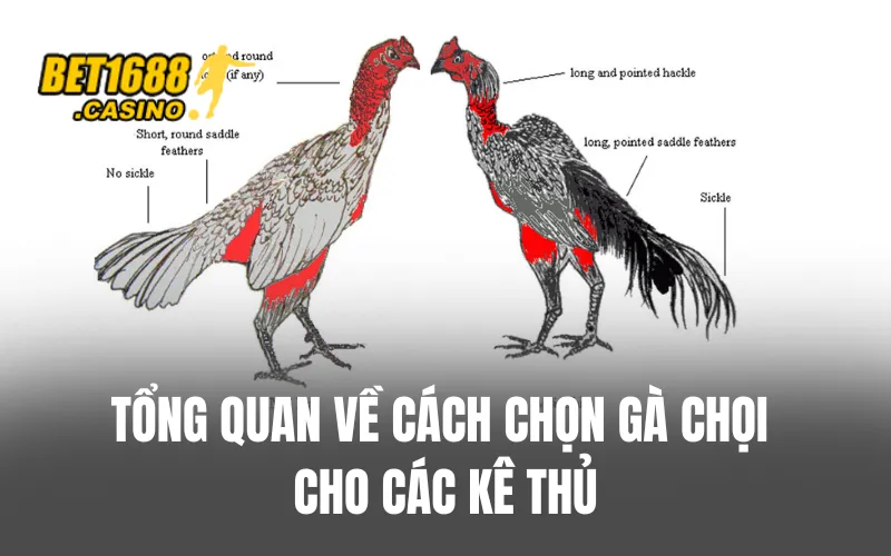 Tổng quan về cách chọn gà chọi cho các kê thủ