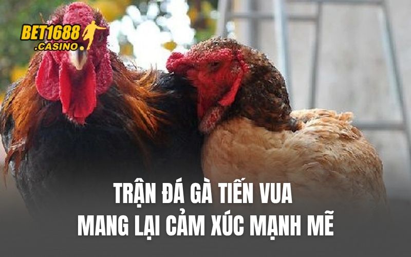 Trận đá gà Tiến vua mang lại cảm xúc mạnh mẽ