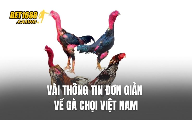 Vài thông tin đơn giản về gà chọi Việt Nam