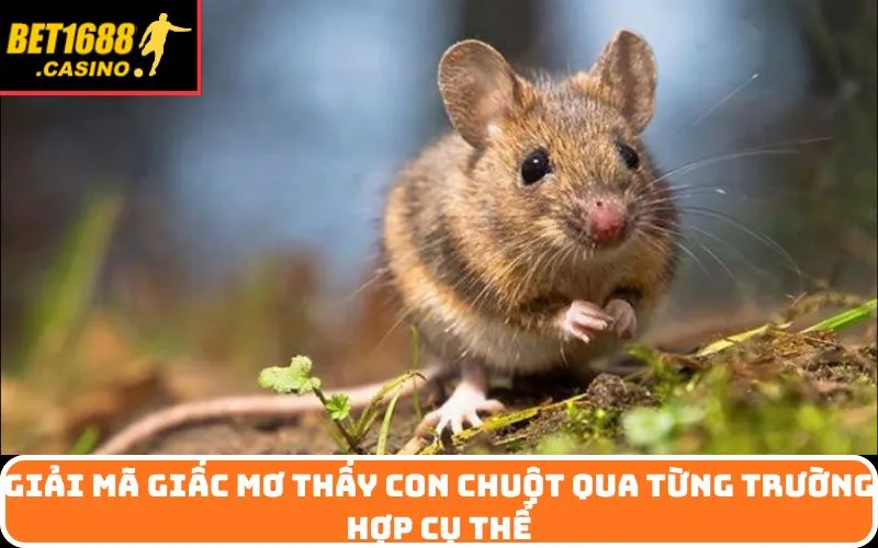 Giải mã giấc Mơ thấy con chuột qua từng trường hợp cụ thể