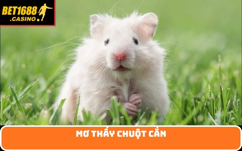 Mơ thấy chuột cắn