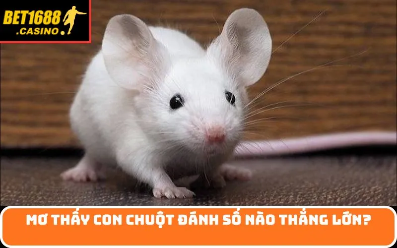 Mơ thấy con chuột đánh số nào thắng lớn?