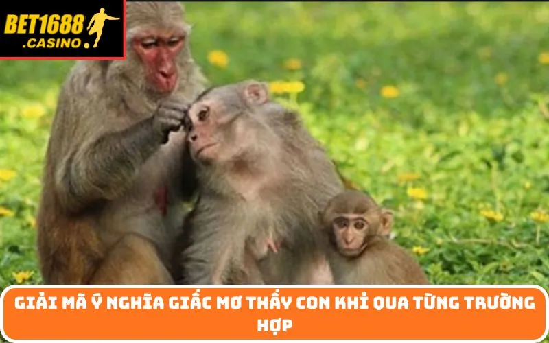 Giải mã ý nghĩa giấc Mơ thấy con khỉ qua từng trường hợp