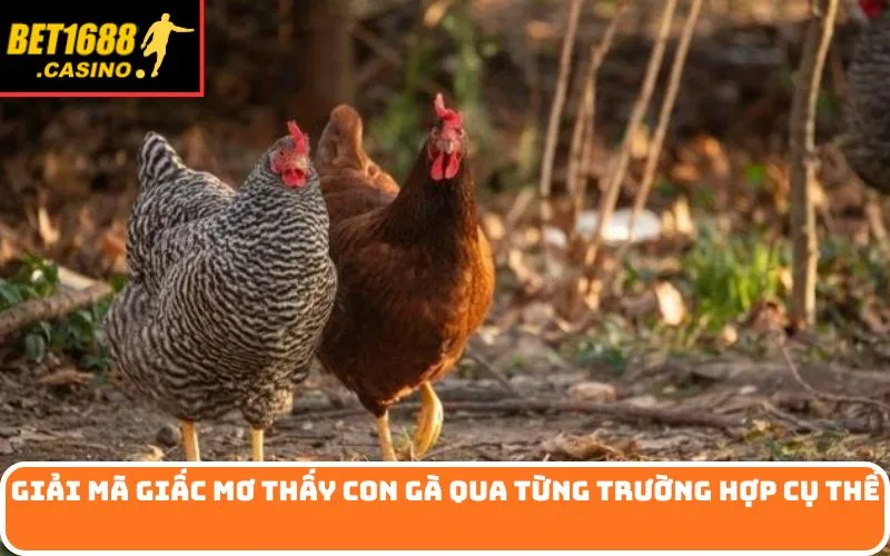 Giải mã giấc mơ thấy con gà qua từng trường hợp cụ thể