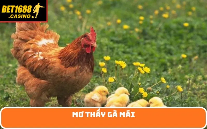 Mơ thấy gà mái