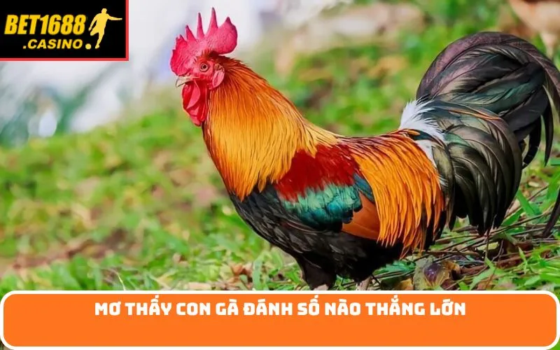 Mơ thấy con gà đánh số nào thắng lớn