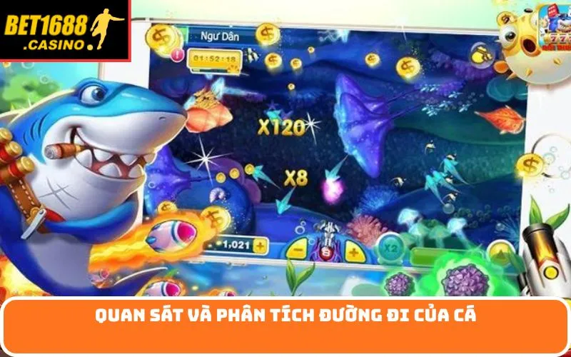 Quan sát và phân tích đường đi của cá