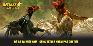 Đá Gà Tại Việt Nam - Cùng Bet168 Khám Phá Chi Tiết
