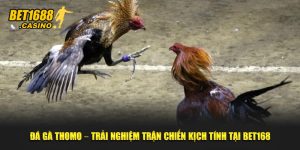 Đá Gà Thomo – Trải Nghiệm Trận Chiến Kịch Tính Tại Bet168