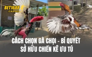 Cách Chọn Gà Chọi - Bí Quyết Sở Hữu Chiến Kê Ưu Tú