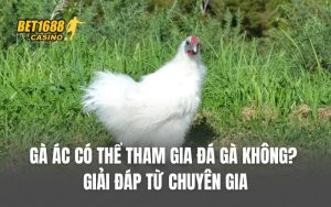 Gà Ác Có Thể Tham Gia Đá Gà Không? Giải Đáp Từ Chuyên Gia