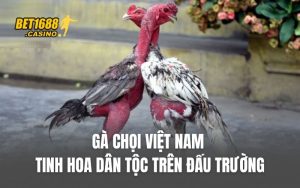Gà Chọi Việt Nam: Tinh Hoa Dân Tộc Trên Đấu Trường BET1688