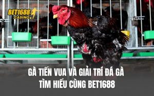 Gà Tiến Vua Và Giải Trí Đá Gà – Tìm Hiểu Cùng BET1688