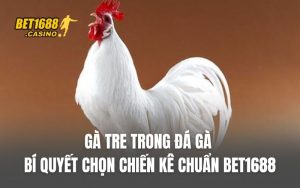 Gà Tre Trong Đá Gà – Bí Quyết Chọn Chiến Kê Chuẩn BET1688