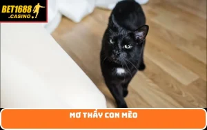Mơ thấy con mèo