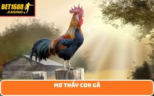 mơ thấy con gà